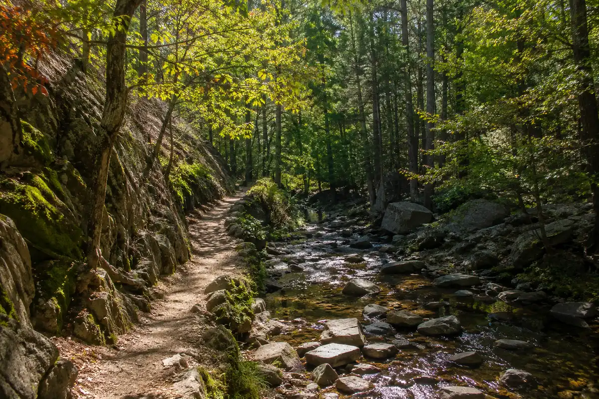 Forested trail running alongside Gulpha Creek in Hot Springs National Park