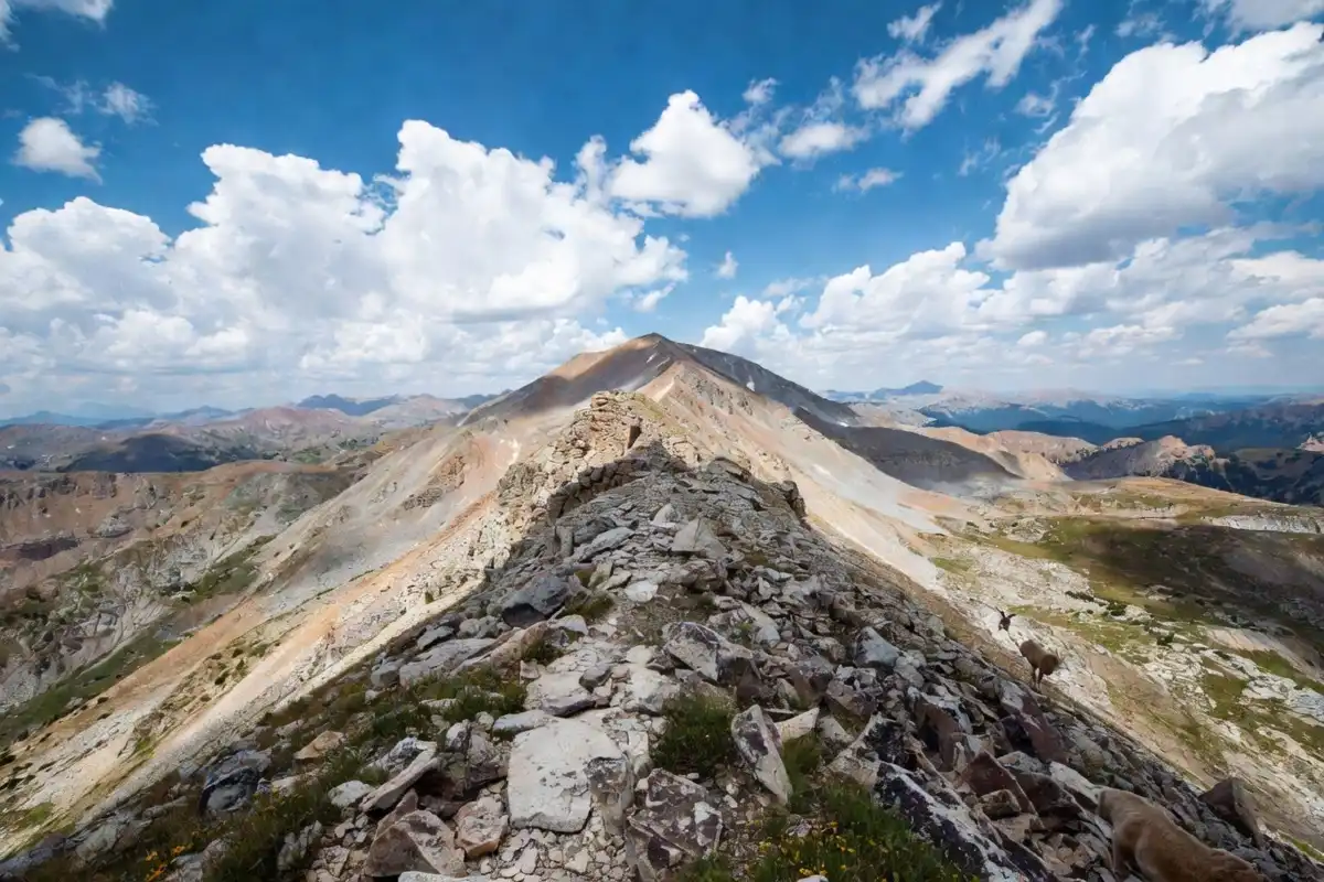 Two white mountain goats standing on the rocky exposed summit ridge of Quandary Peak with distant Colorado mountain ranges under a clear sky