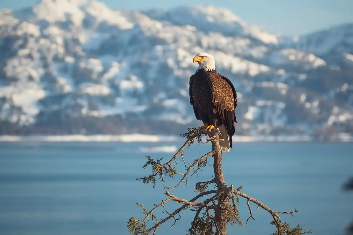 Bald eagle perched on a pine branch above the calm north shore of Big Bear Lake in winter