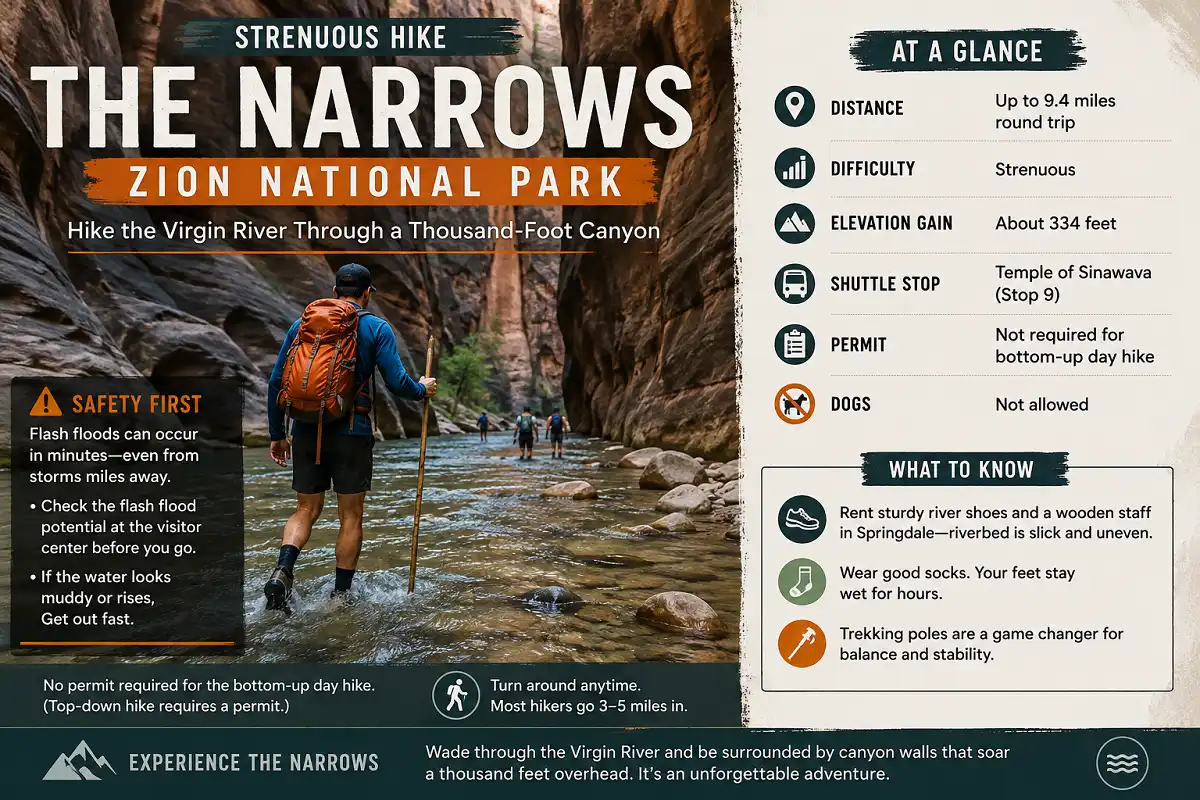 Hikers wade through the Virgin River in The Narrows at Zion National Park, with towering sandstone canyon walls surrounding the route. The infographic highlights trail distance, difficulty, elevation gain, shuttle stop, permit information, flash flood safety tips, and recommended hiking gear for this strenuous adventure.